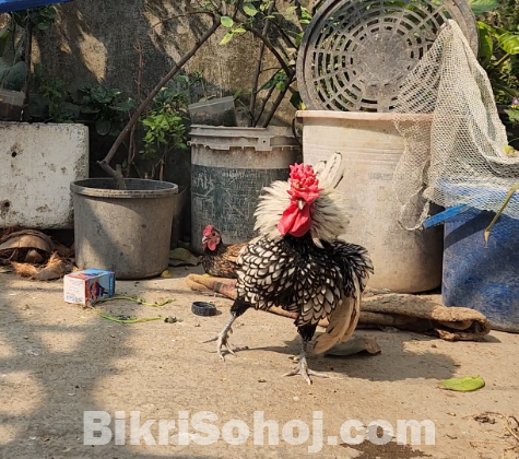 সিলভার সেব্রাইট মেইল ২টি